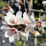 Nonpareil Almond Tree