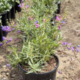 Margarita Bop Beardtongue - C&J Gardening Center