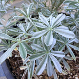 Silver Lupine - C&J Gardening Center
