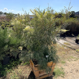 Moonlight Grevillea - C&J Gardening Center