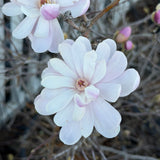 Royal Star Magnolia
