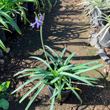 Dark Blue Lily of the Nile - C&J Gardening Center
