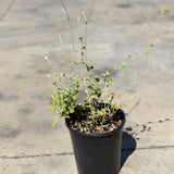 Ashyleaf Buckwheat - C&J Gardening Center