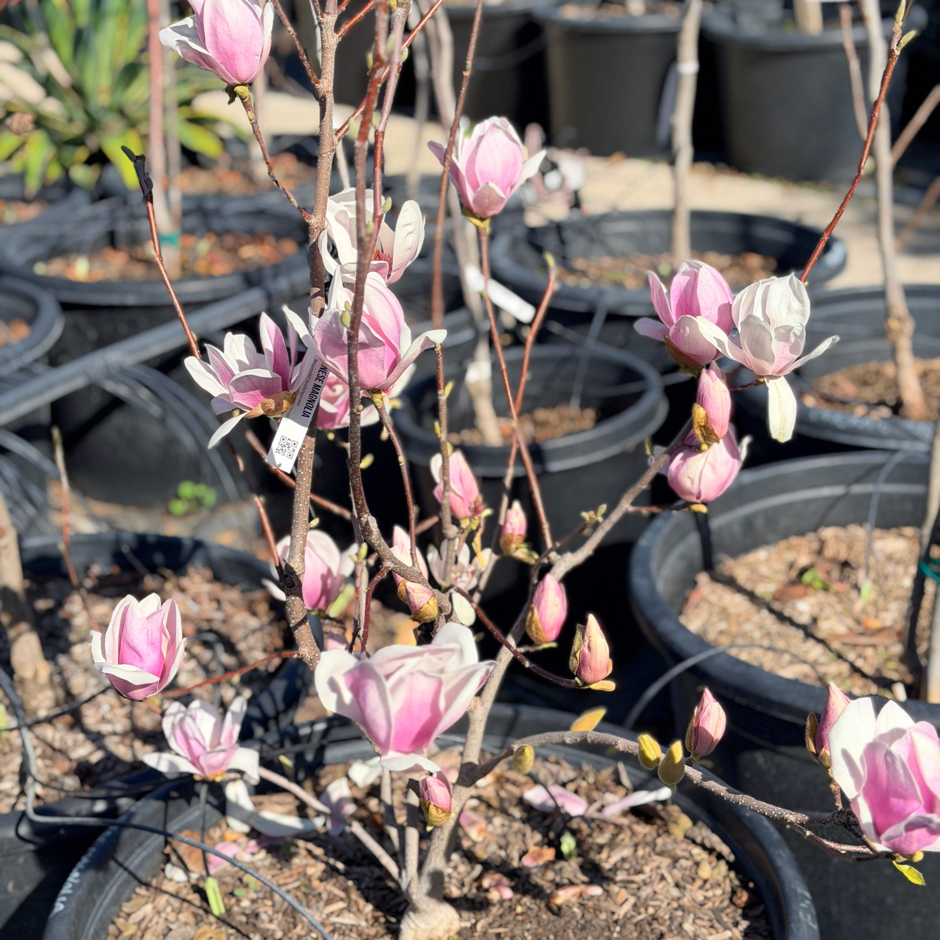 Chinese Magnolia | C&J Gardening Center