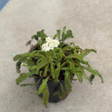 Sonoma Coast White Yarrow - C&J Gardening Center