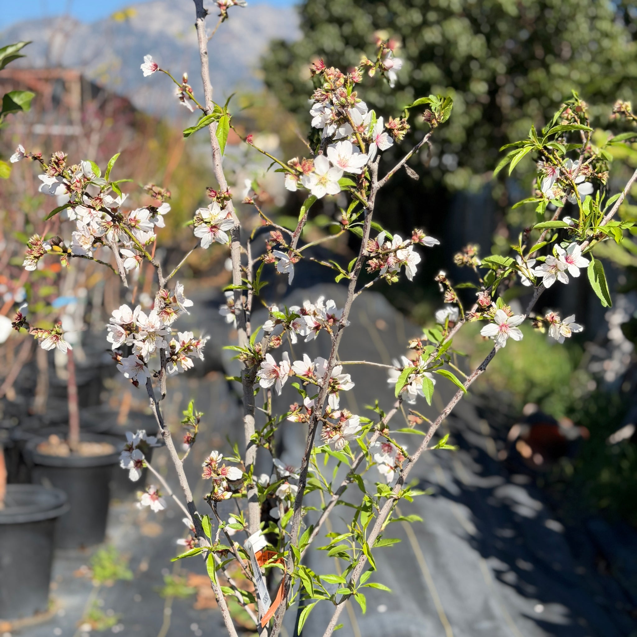 Nonpareil Almond Tree General Fruit Tree - 25 Gallon ( 5