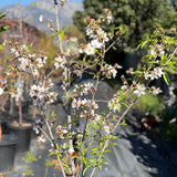 Nonpareil Almond Tree
