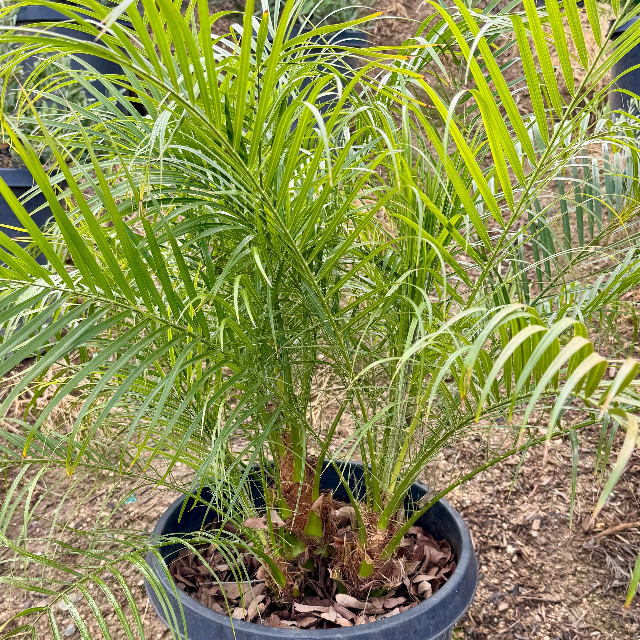 Pygmy Date Palm | C&J Gardening Center