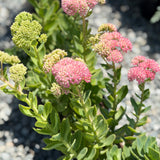 Autumn Joy Sedum - C&J Gardening Center