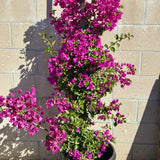Purple Shade Bougainvillea Vine