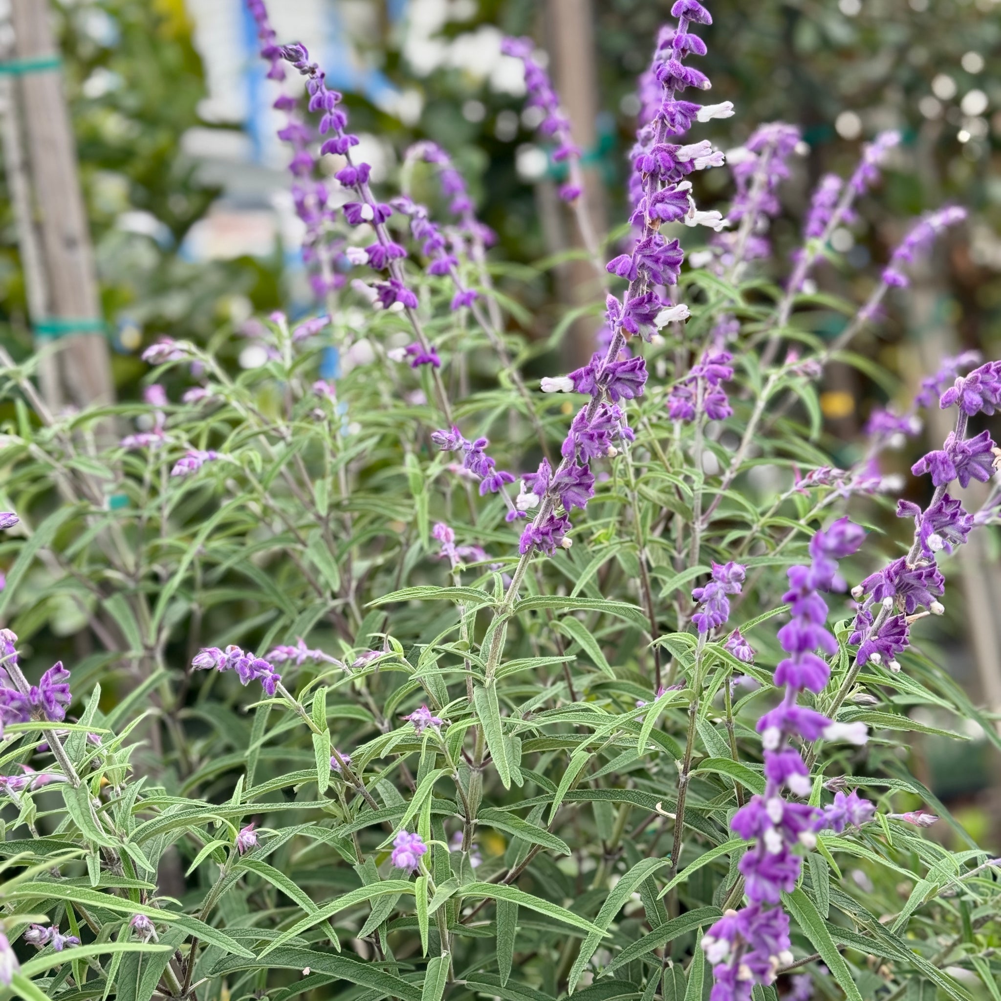 Mexican Bush Sage Salvia Leucantha Purple Flowering Shrub 5 Gallon Live Plant USDA Zone 9-11