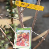 Flavor Supreme Pluot