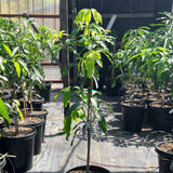 Orange Sherbert Mango - C&J Gardening Center
