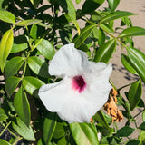 Pink Bower Vine - C&J Gardening Center