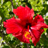 Red Shade Hibiscus Patio Tree