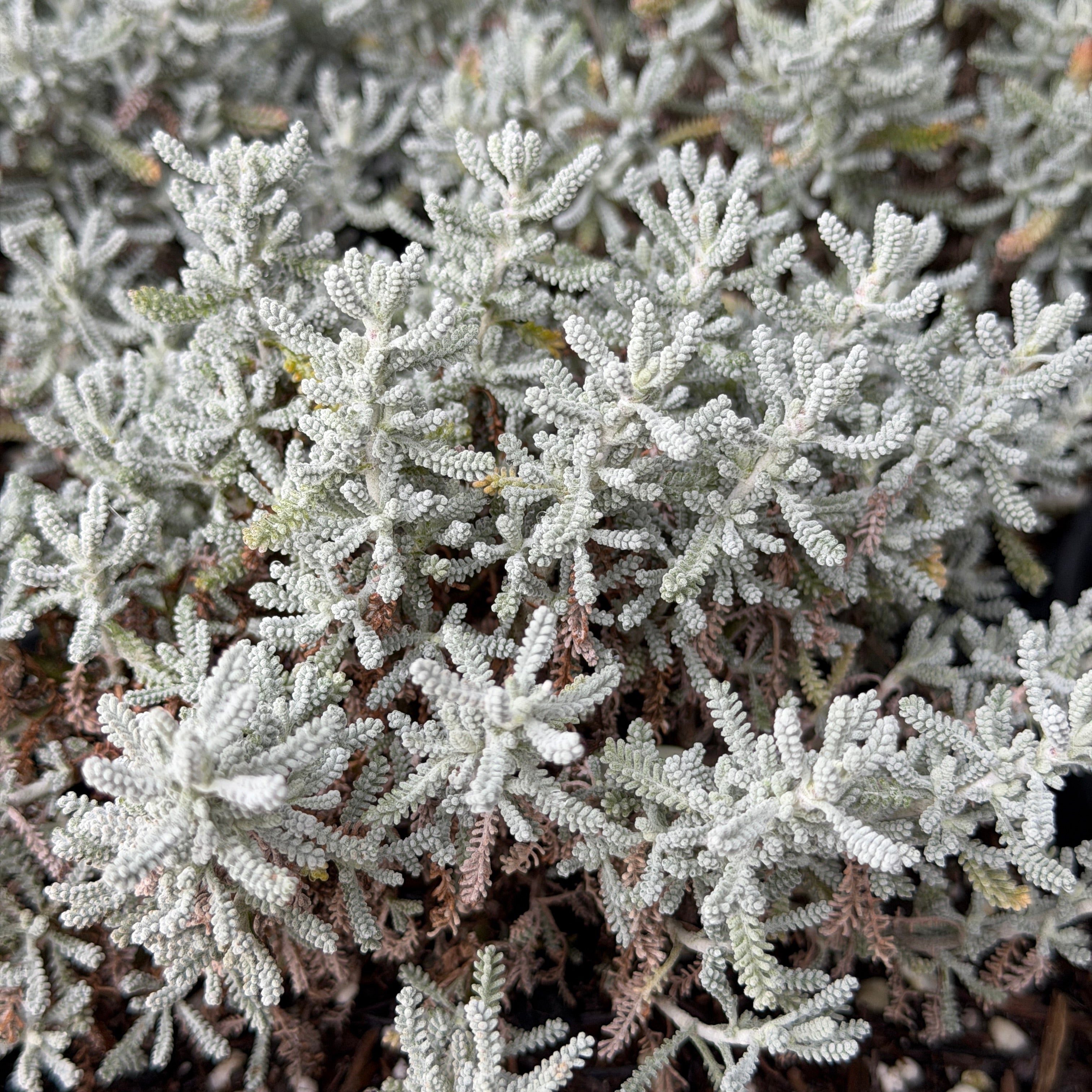 gray lavender cotton plant Lavender Cotton