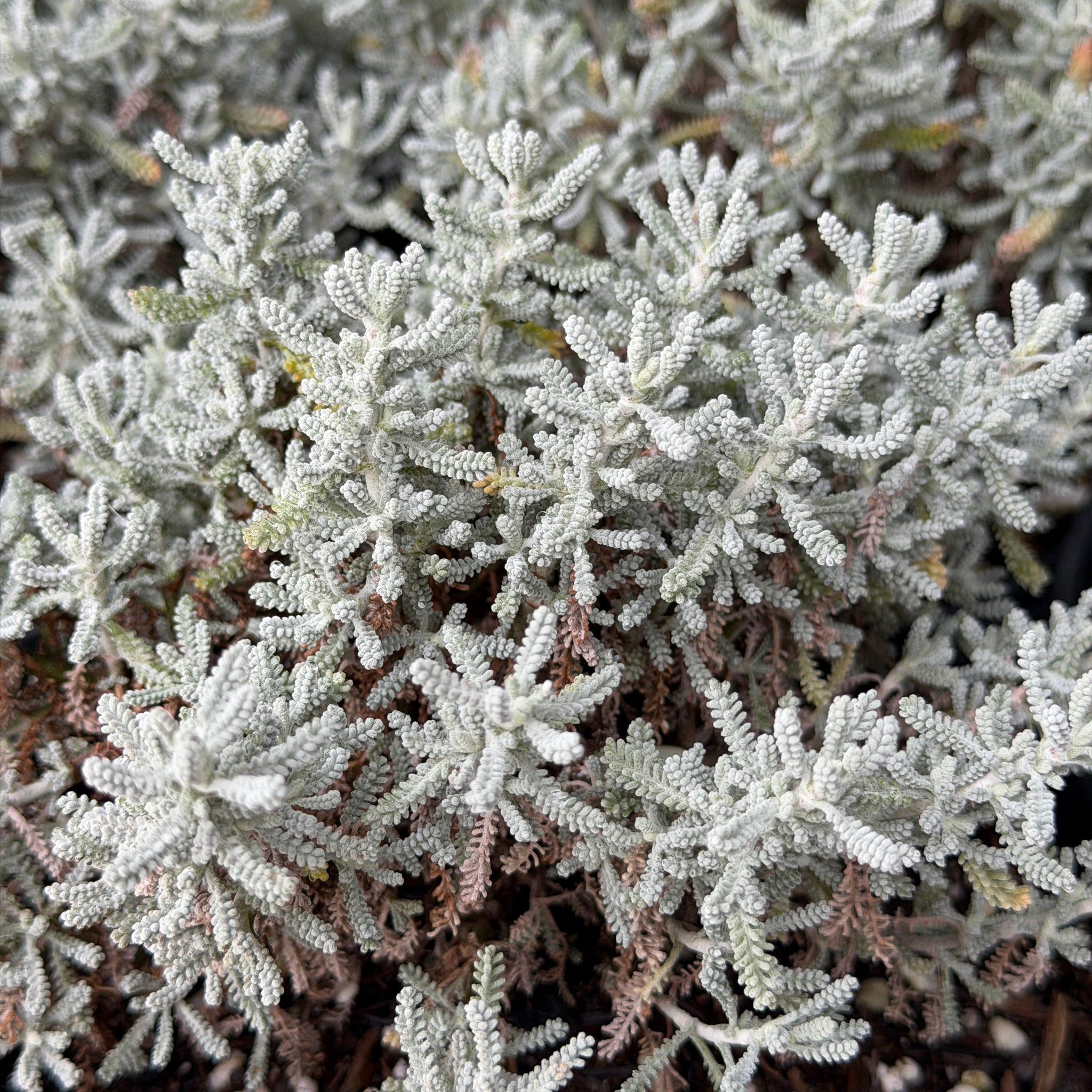 planta lavender Lavender Cotton