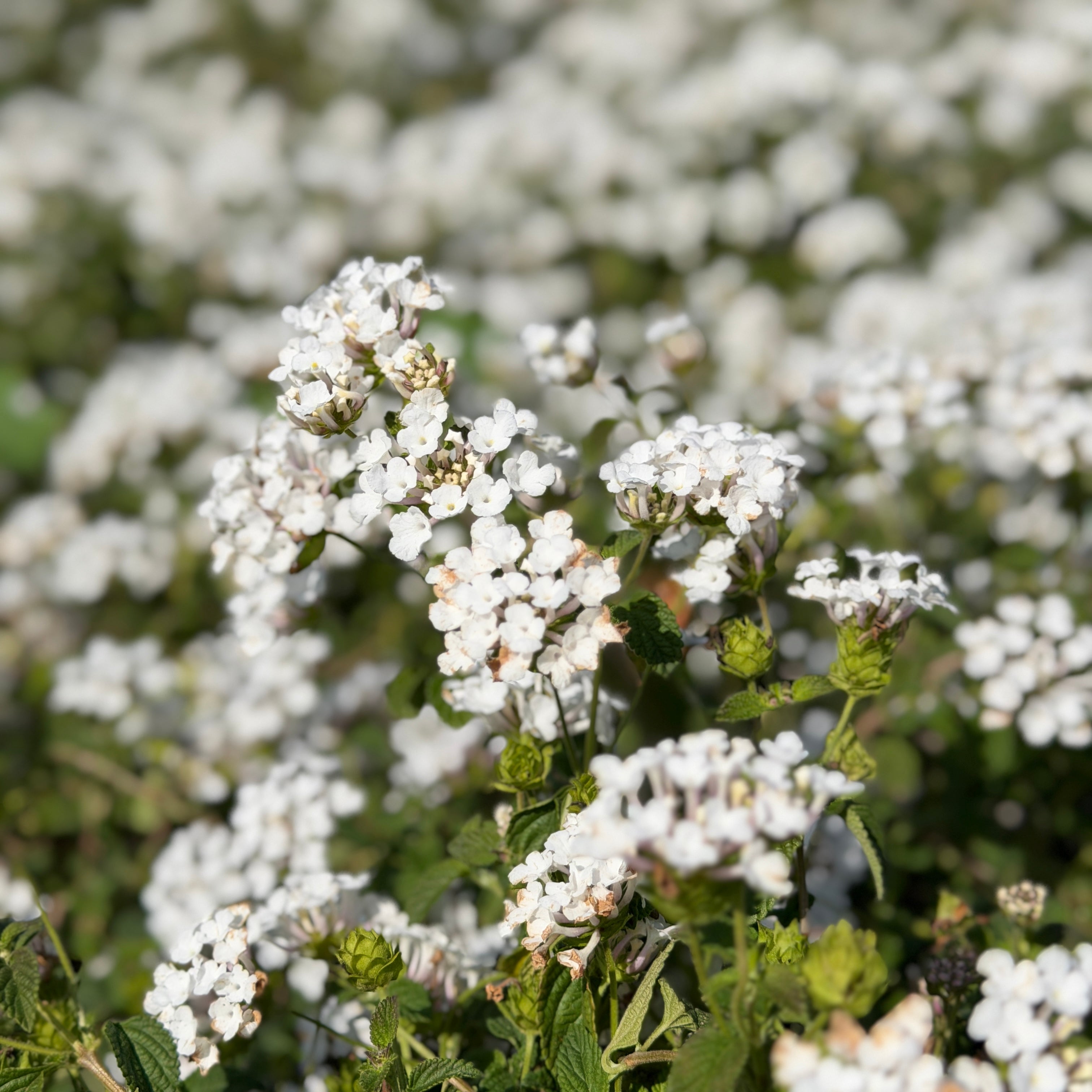 White Trailing Lantana | C&J Gardening Center
