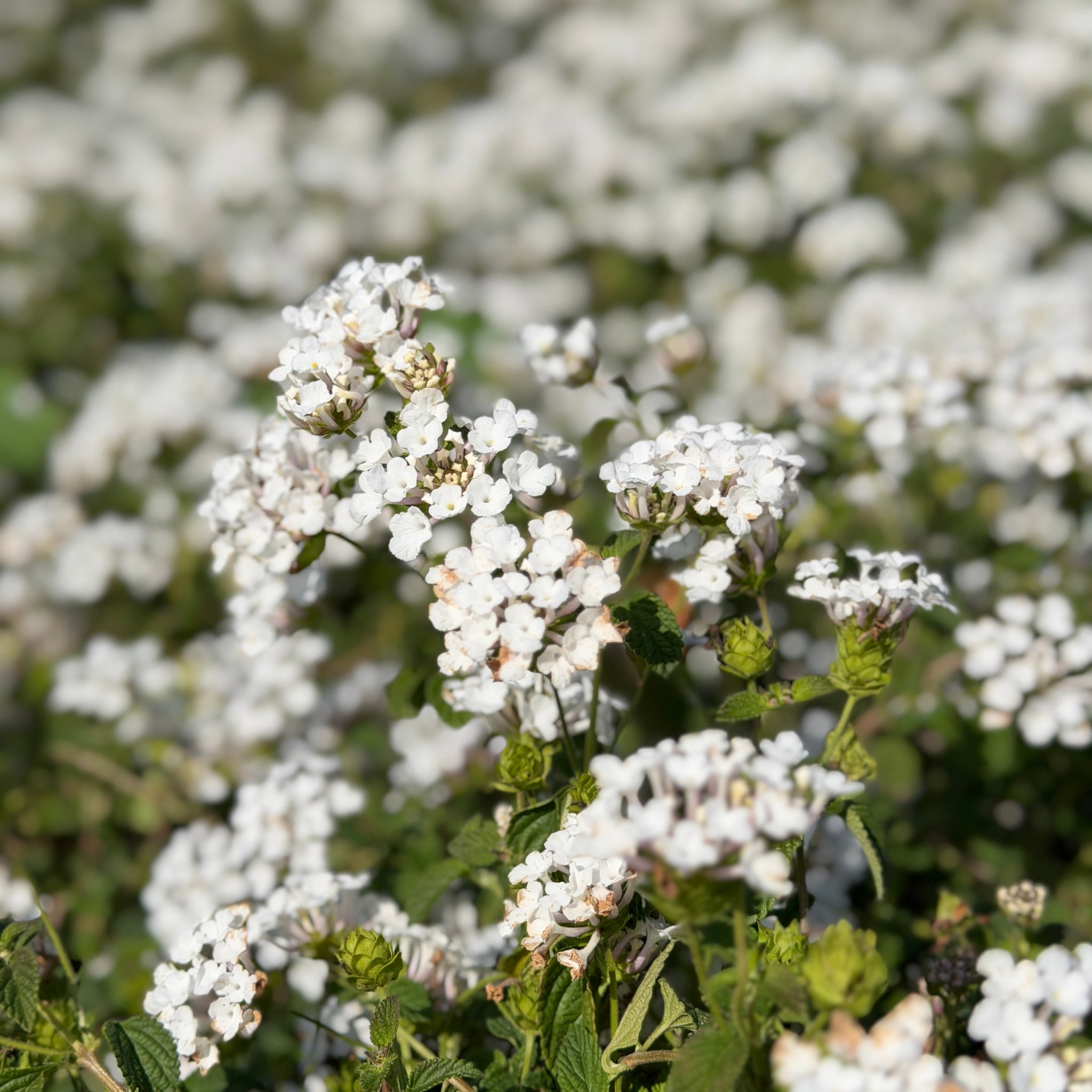 White Trailing Lantana | C&J Gardening Center