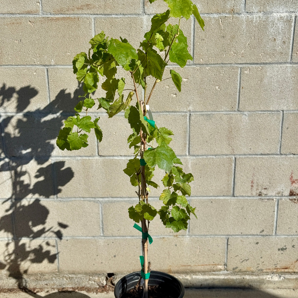 Thompson Seedless Grape | C&J Gardening Center