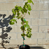 Thompson Seedless Grape