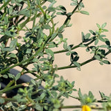 Deer Plant - C&J Gardening Center