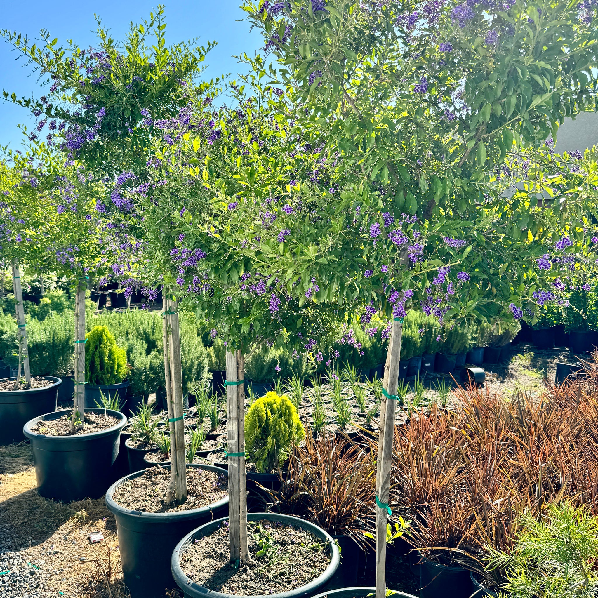 Sky Flower Patio Tree | C&J Gardening Center