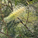 Moonlight Grevillea - C&J Gardening Center
