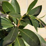 Marina Strawberry Tree - Multi Trunk