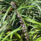 Blue Lily Turf - C&J Gardening Center