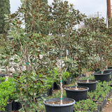 Little Gem Southern Magnolia - C&J Gardening Center