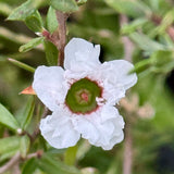 White New Zealand Tea Tree