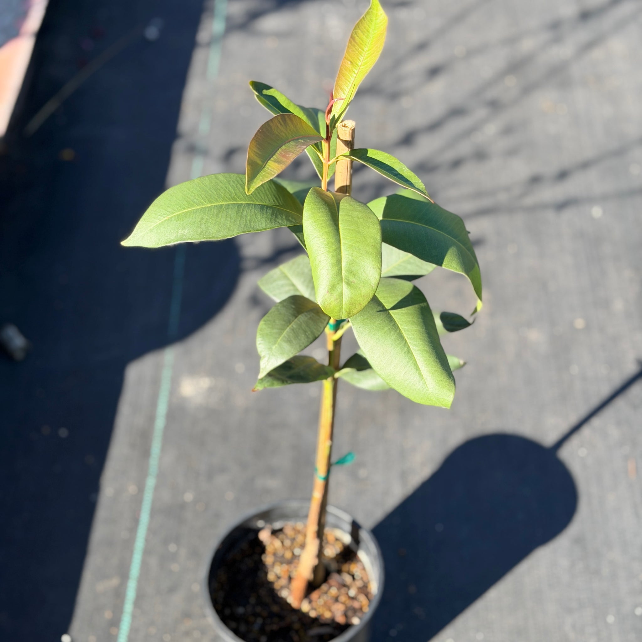 syzygium pani indoor plant Java Plum Exotic Fruit Tree