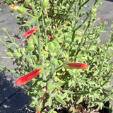 Baja Bush Snapdragon - C&J Gardening Center