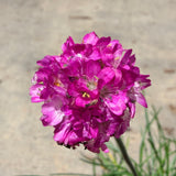 Splendens Sea Thrift - C&J Gardening Center