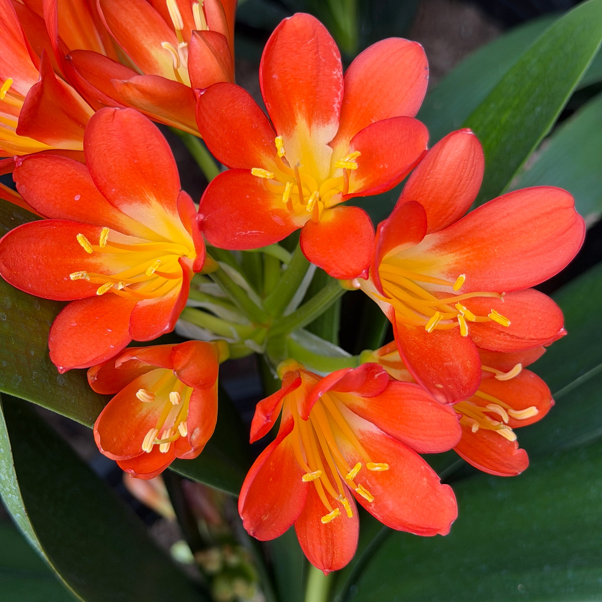 開花灌木| C&J Gardening Center