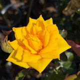 Golden Canary Rose Tree - C&J Gardening Center