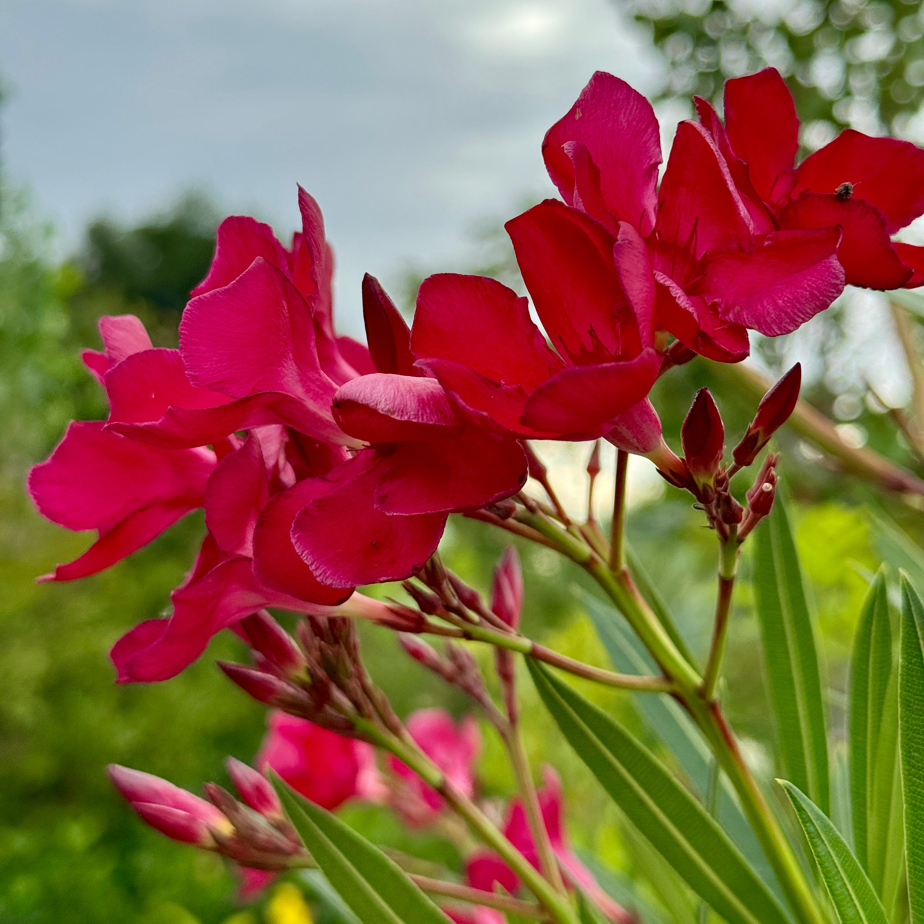 fertilizer for oleander plants Red Shade Oleander Flower Shrub