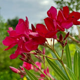 Red Shade Oleander