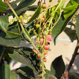 Marina Strawberry Tree - Multi Trunk