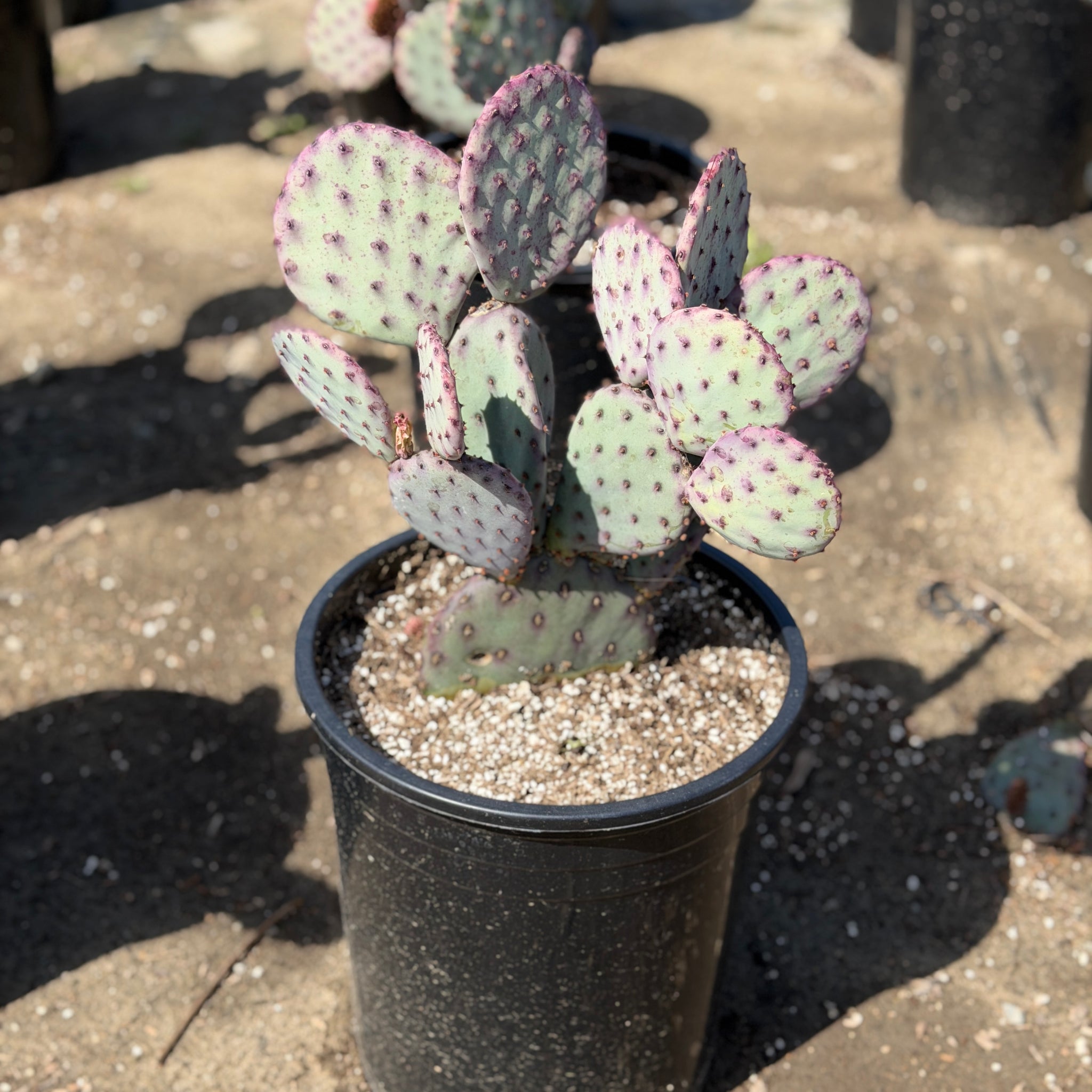 santa rita prickly pear cactus Santa Rita Prickly Pear