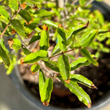 Parfianka Pomegranate