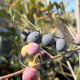 Arbequina Fruiting Olive