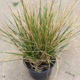 Atlas Fescue - C&J Gardening Center