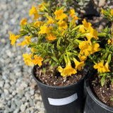 Jelly Bean Gold Monkeyflower - C&J Gardening Center