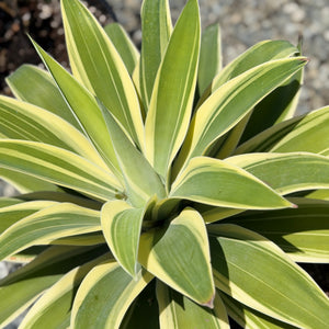 Variegated Foxtail Agave Desert