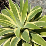 Variegated Foxtail Agave - C&J Gardening Center