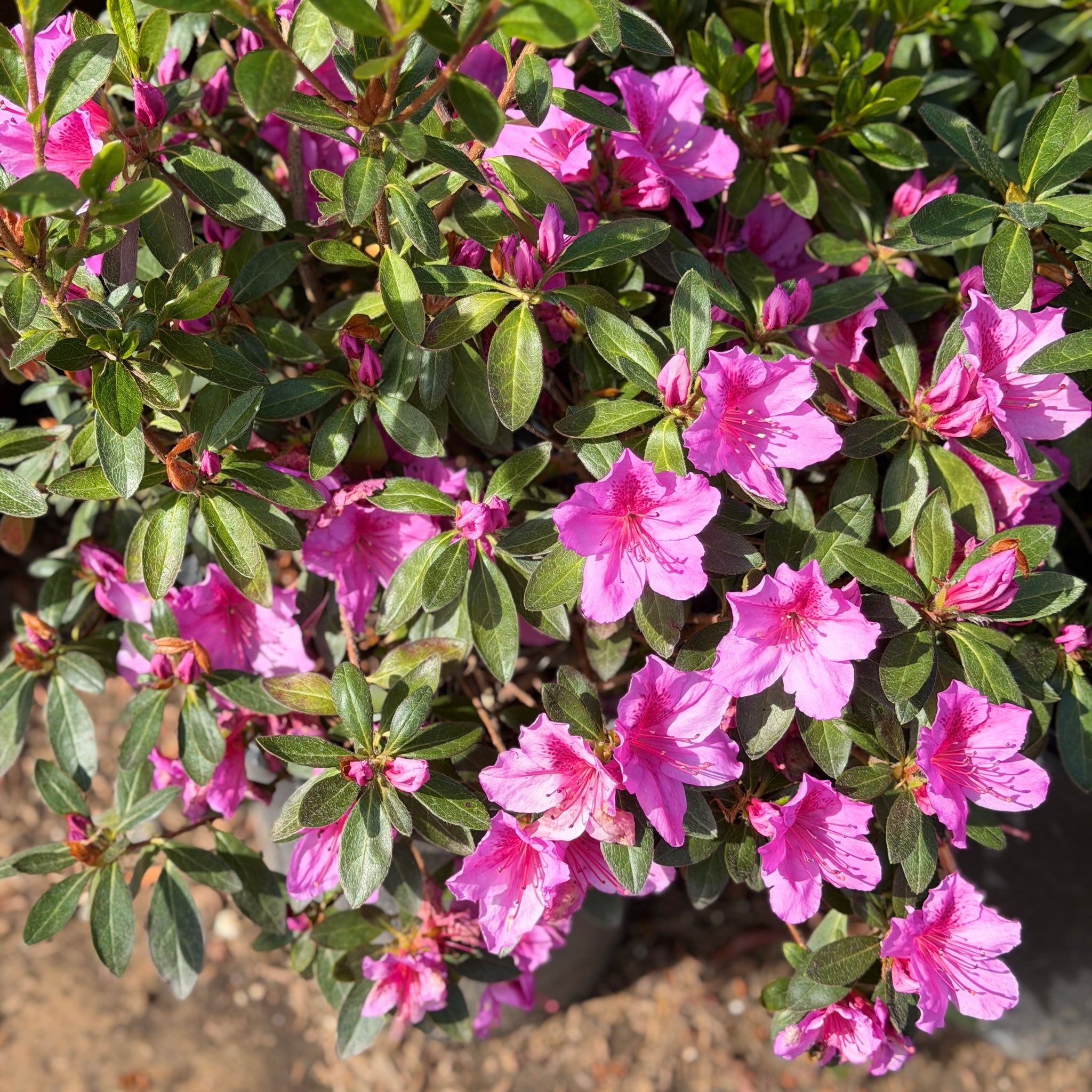 Purple Azalea | C&J Gardening Center