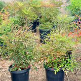 Heavenly Bamboo - C&J Gardening Center