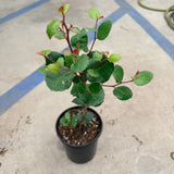 Lemonade Berry - C&J Gardening Center
